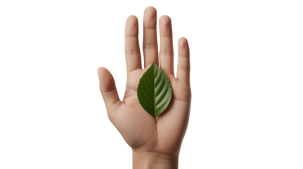 A hand holding a green leaf on a transparent background