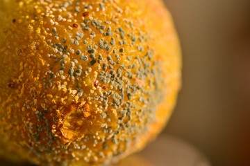 Close up of mold on a decaying Indian Goose berry