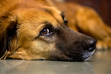 Portrait of Kombai breed dog relaxing on the floor.