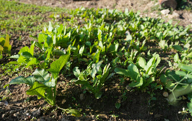 Vegetable Plants Growing in Field – Organic Mountain Greens (Mustard Greens) Lai Vegetable Plants