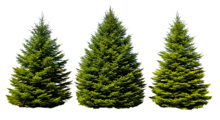 christmas tree isolated on white