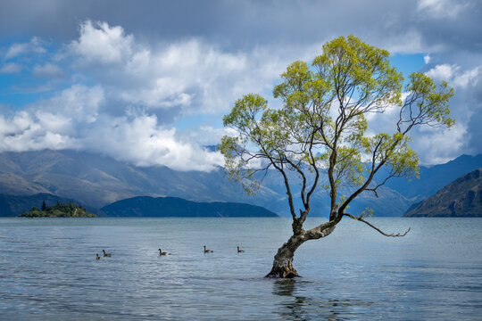 tree on the lake in Wanaka - Powered by Adobe