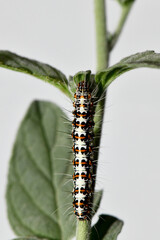 striking macro portrait of a Crimson-speckled moth (Utetheisa pulchella) caterpillar climbing green stem and leaves. Larva displays black, white, orange warning colors against clean, bright background