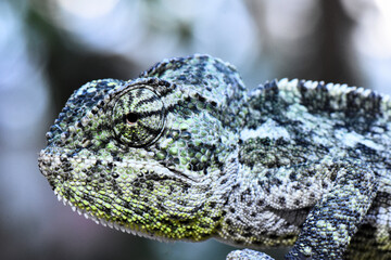 A high-resolution, detailed side profile of a chameleon, showing its textured, scaly skin in shades...