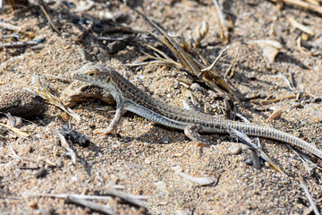 A small, slender Schreiber's Fringe-fingered Lizard (Acanthodactylus schreiberi) resting on dry, brown sand and sparse vegetation. The reptile is captured in its natural, arid coastal environment.