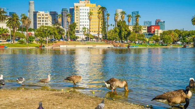 MacArthurPark_LosAngeles_ withBirds_MS_ Timelapse_4K _FixedCamera_20s