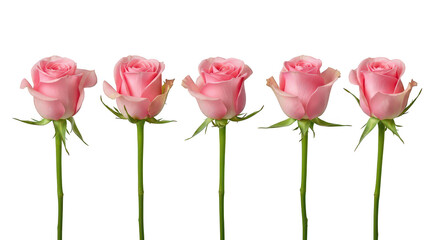 Obraz premium Five Elegant Pink Roses In A Row On Black Background