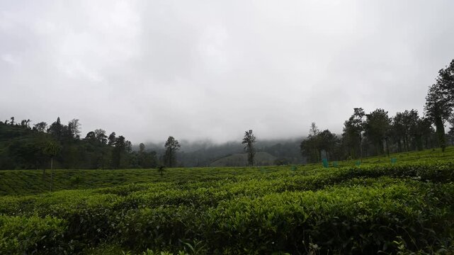 A scenic tea plantation timelapse video from Wayanad in South India during monsoon, with fresh leaves, misty hills, and moving clouds