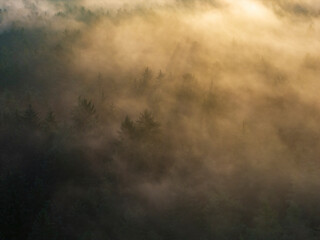 Bavarian view across morning sunrise forest with foggy background