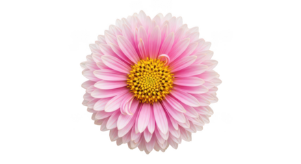 Vibrant Pink Chrysanthemum Flower Isolated On Black