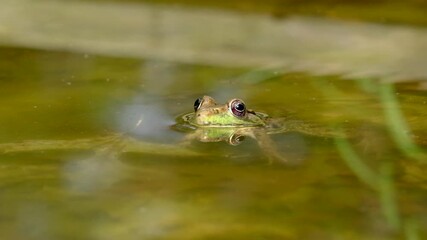 Slow motion shot of green-brown frog or toad staying motionless in dirty pond watching surroundings