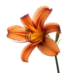 Detailed Close-Up Of A Vibrant Orange Lily With Dark Red Streaks Isolated On A Pure Black Background Botanical Photography Natural Lighting Subtle Texture