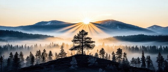 A solitary pine tree stands on a hill, silhouetted against a vibrant sunrise that casts rays of light through the mist covering a dense forest and rolling mount