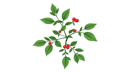 Obraz premium Vector illustration, butcher's broom or Ruscus aculeatus, isolated on white background.