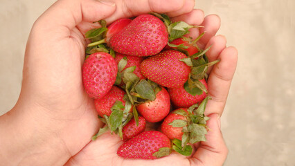 Two hands holding a pile of fresh, ripe red strawberries with green stems, showcasing the fruit's...