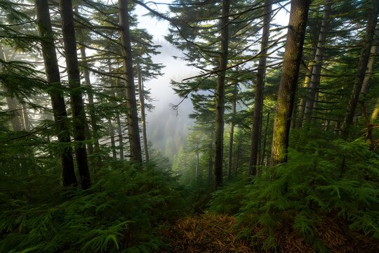 Misty forest scene featuring tall trees and lush green undergrowth in a serene setting - Powered by Adobe