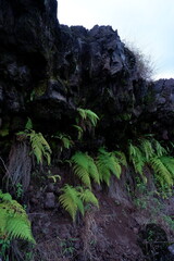 Lush Ferns Growing on Rocky Lava Landscape in Natural Environment
