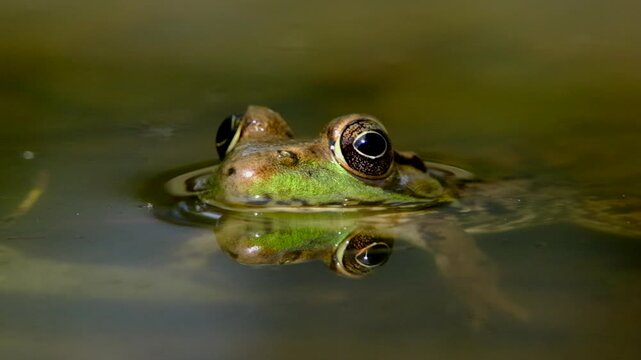 Close up and slow motion of green-brown toad or frog partially submerged in pond watching surroundings