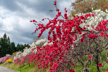 上中のしだれ桃