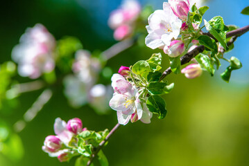 appletree blossom branch in the garden in spring
