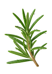 Fototapeta premium Ultra-detailed extreme macro of a single, vibrant emerald rosemary sprig covered in dew drops and natural fuzz, isolated on a transparent background. concept of precision food photography