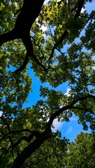 Fototapeta premium Looking up at tree branches reaching for a bright blue sky with scattered clouds above them
