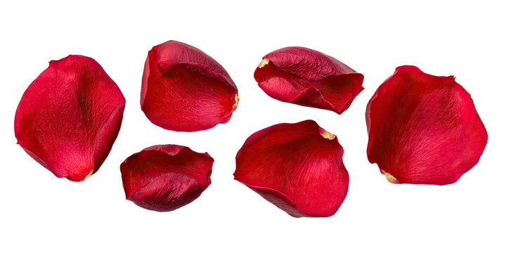 Scattered red rose petals against a stark black backdrop