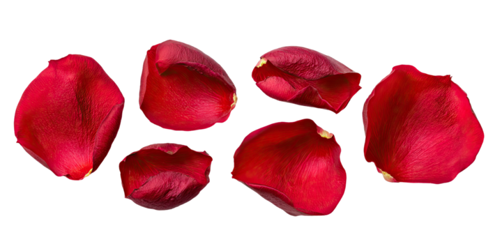 Scattered red rose petals against a stark black backdrop