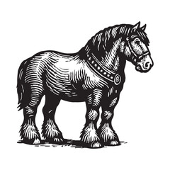 Fototapeta premium Vintage Horse Illustration Noble Animal Engraving with Intricate Detail and Strong Presence