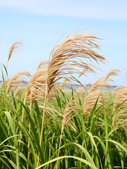 Strong wind on the seaside marches (lowlands maritime marsh). Cattail waves like a thick head hair. Narrow-leaved catoptric (Typha angustifolia)