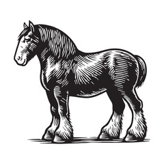 Majestic Shire Horse Illustration Powerful Draught Breed in Detailed Black and White