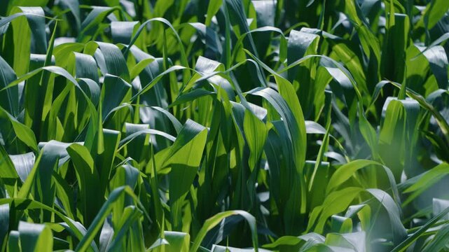 Closeup video of vibrant green corn leaves moving gently in the sun and wind at village in Multan, Pakistan.