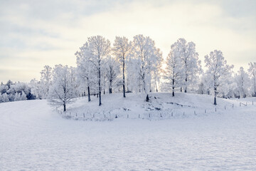 Frosty grove of trees on a hill a cold winter day