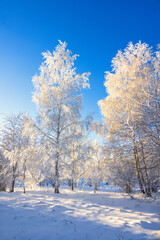 Trees with hoarfrost on a cold winter day in the forest