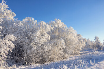 Forest with beautiful hoarfrost on a cold sunny winter day