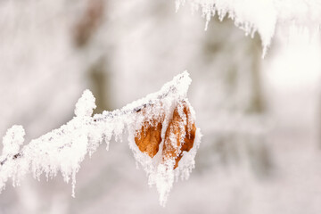 Frosty autumn leaf on a tree branch at winter