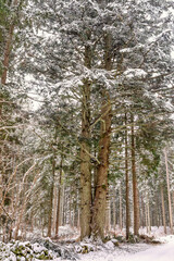 Forest with snow a cold winter day with an old big spruce tree with double tree trunks