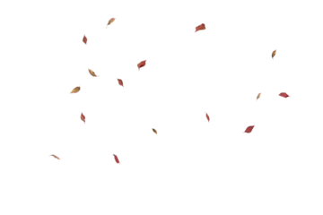 Delicate sparse burgundy autumn leaves thinly scattered with generous spacing across white background, ideal for elegant minimal designs, refined seasonal graphics, sophisticated fall aesthetics,