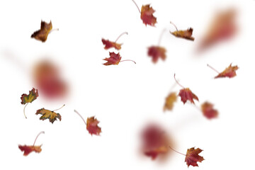 Soft focus and blurred deep burgundy autumn leaves artistically scattered with motion effect on white background, perfect for dreamy fall designs, romantic seasonal graphics, ethereal autumn aesthetic