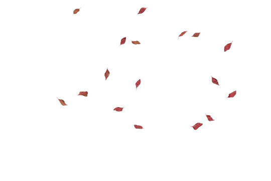 Minimal sparse deep red autumn leaves subtly scattered across white background with generous negative space, ideal for clean modern designs, minimalist seasonal graphics, contemporary aesthetics,