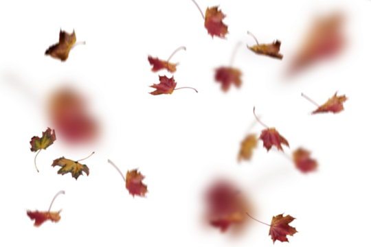 Soft focus and blurred deep burgundy autumn leaves artistically scattered with motion effect on white background, perfect for dreamy fall designs, romantic seasonal graphics, ethereal autumn aesthetic