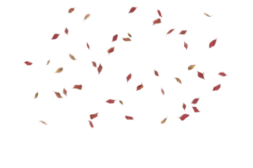 Delicate sparse deep red and burgundy autumn leaves thinly scattered across white background with gentle spacing, ideal for elegant minimal designs, refined seasonal graphics, sophisticated fall aesth