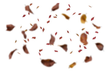 Dense multicolored autumn leaves with burgundy, brown, and golden tones heavily scattered creating abundant pattern on white background, perfect for vibrant fall designs, rich seasonal graphics,