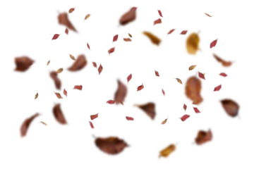 Dense multicolored autumn leaves with burgundy, brown, and golden tones heavily scattered creating abundant pattern on white background, perfect for vibrant fall designs, rich seasonal graphics,