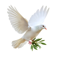 Fototapeta premium PNG White dove with olive branch isolated on transparent
