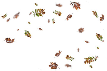 Abundant multicolored autumn leaves including burgundy, golden, and brown tones scattered dynamically across white background, perfect for rich fall designs, festive seasonal graphics, and vibrant 