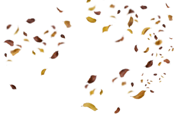 Vibrant mixed golden, brown, and burgundy autumn leaves in dynamic scattered arrangement on white background, perfect for energetic fall designs, colorful seasonal graphics, festive decorations,