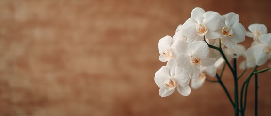A delicate arrangement of white orchids against a soft, warm background, showcasing their elegance and natural beauty.