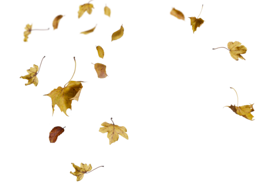 Golden and rich brown autumn leaves naturally scattered across a clean white background, perfect for fall season designs, nature-inspired graphics, autumn marketing materials, and seasonal creative 
