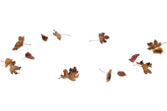 Deep dark brown autumn leaves artfully scattered on a bright white background, perfect for elegant fall designs, sophisticated seasonal graphics, vintage autumn aesthetics, and rich natural-toned crea